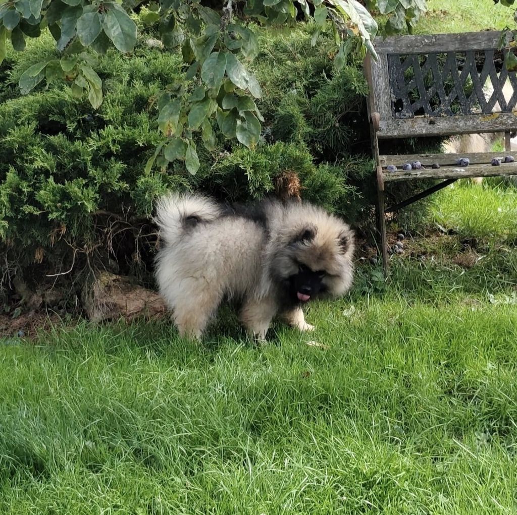 De La Chaume Mathey - Chiots disponibles - Spitz allemand