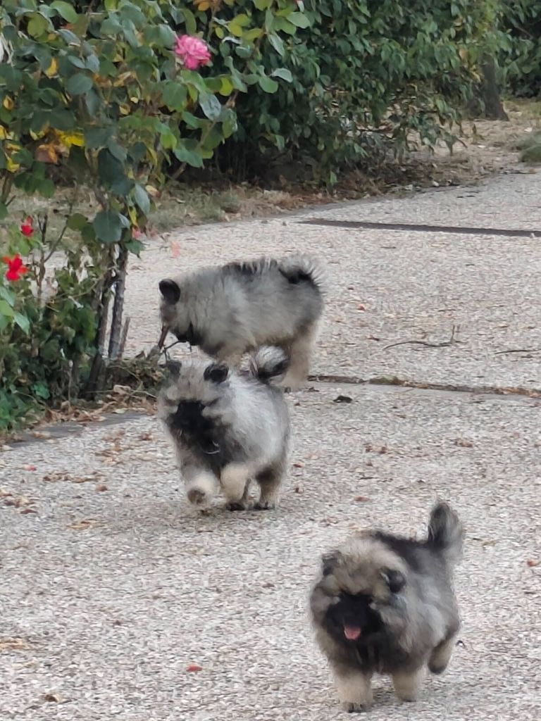 Chiot Spitz allemand De La Chaume Mathey