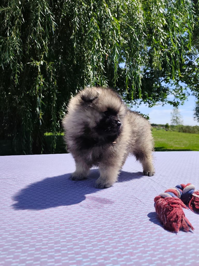 De La Chaume Mathey - Chiots disponibles - Spitz allemand