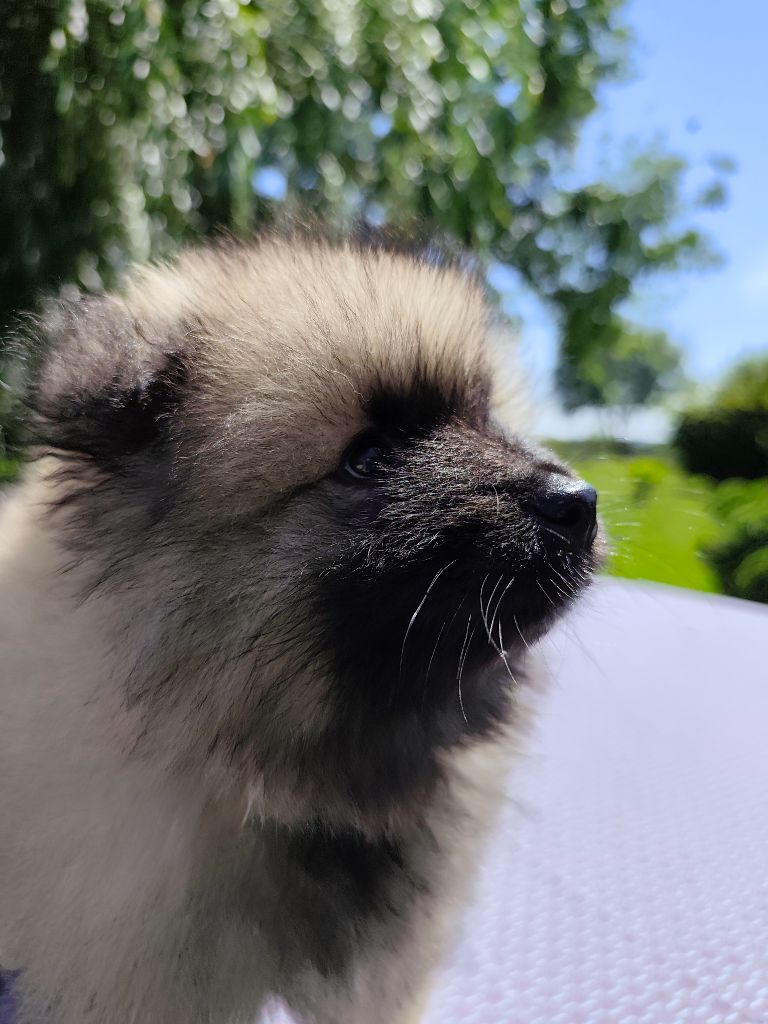 De La Chaume Mathey - Chiots disponibles - Spitz allemand
