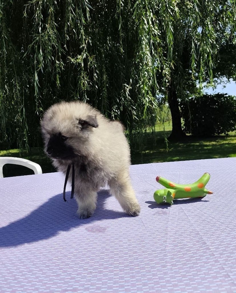 De La Chaume Mathey - Chiots disponibles - Spitz allemand