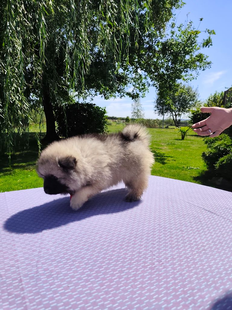 De La Chaume Mathey - Chiots disponibles - Spitz allemand