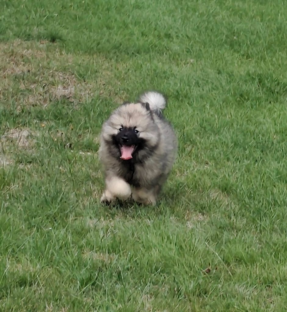 De La Chaume Mathey - Chiots disponibles - Spitz allemand