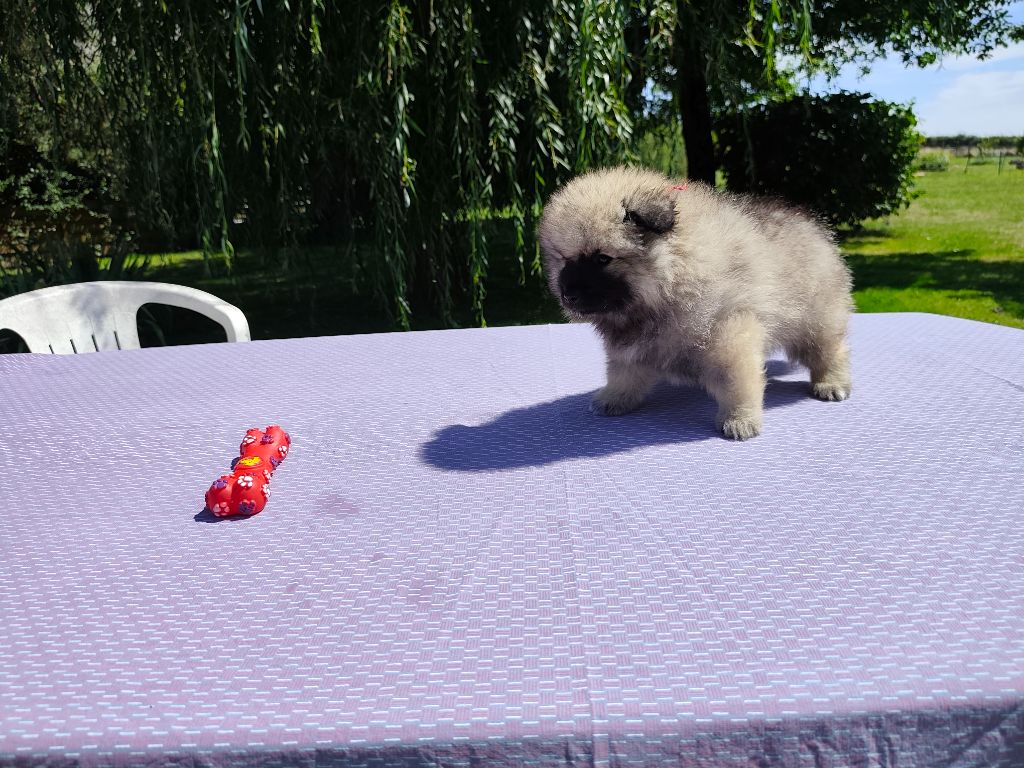 De La Chaume Mathey - Chiots disponibles - Spitz allemand