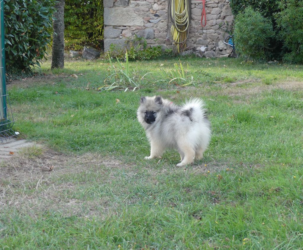 De La Chaume Mathey - Chiots disponibles - Spitz allemand